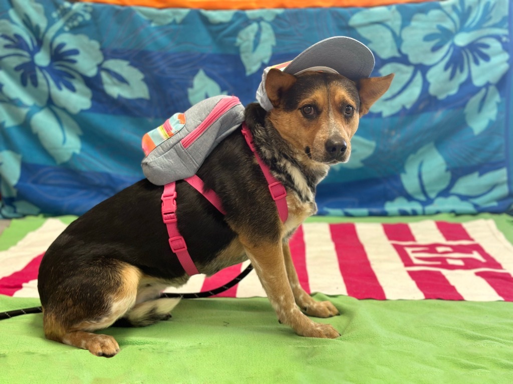 Badger, an adoptable Australian Cattle Dog / Blue Heeler in Midland, TX, 79707 | Photo Image 1