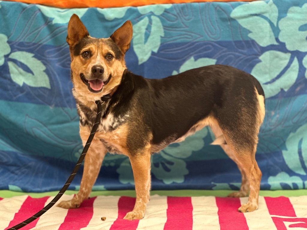 Badger, an adoptable Australian Cattle Dog / Blue Heeler in Midland, TX, 79707 | Photo Image 2