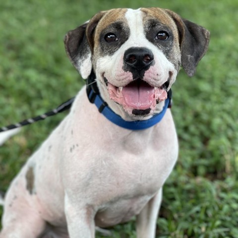 Bandit, an adoptable Foxhound in Fort Lauderdale, FL, 33348 | Photo Image 2