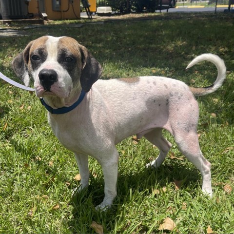 Bandit, an adoptable Foxhound in Fort Lauderdale, FL, 33348 | Photo Image 6