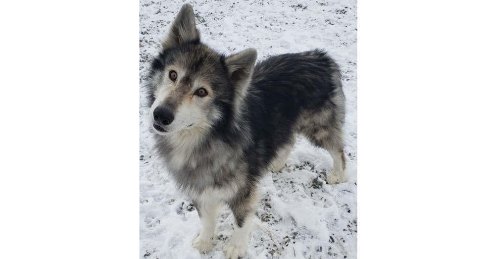 Mato, an adoptable Siberian Husky, Alaskan Malamute in Challis, ID, 83226 | Photo Image 1