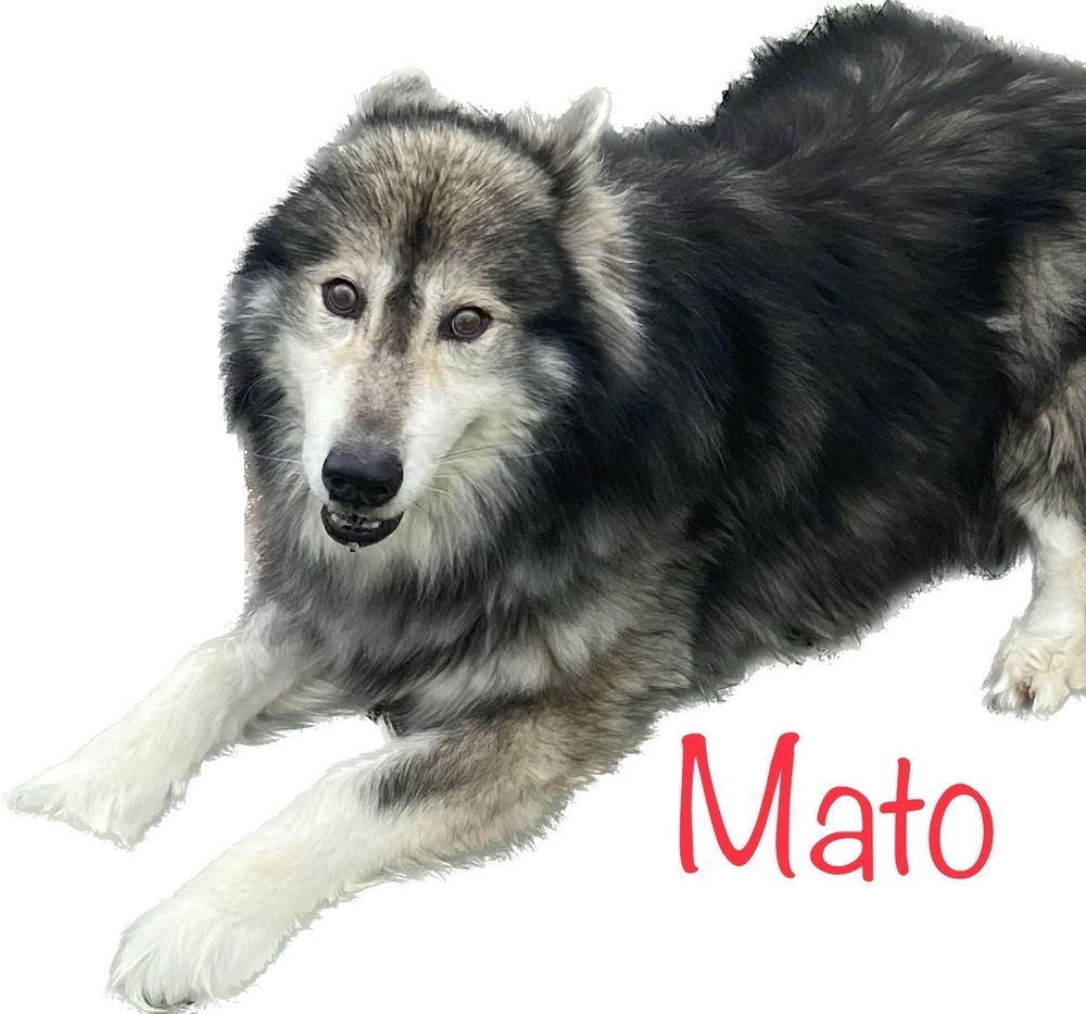 Mato, an adoptable Siberian Husky, Alaskan Malamute in Challis, ID, 83226 | Photo Image 3