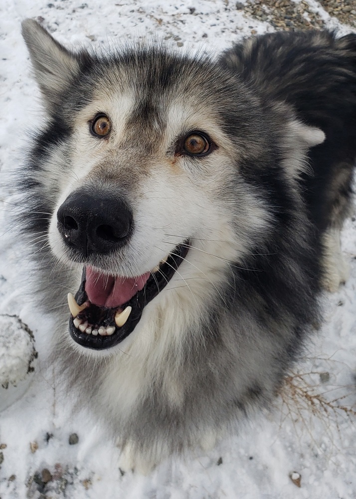 Mato, an adoptable Siberian Husky, Alaskan Malamute in Challis, ID, 83226 | Photo Image 4