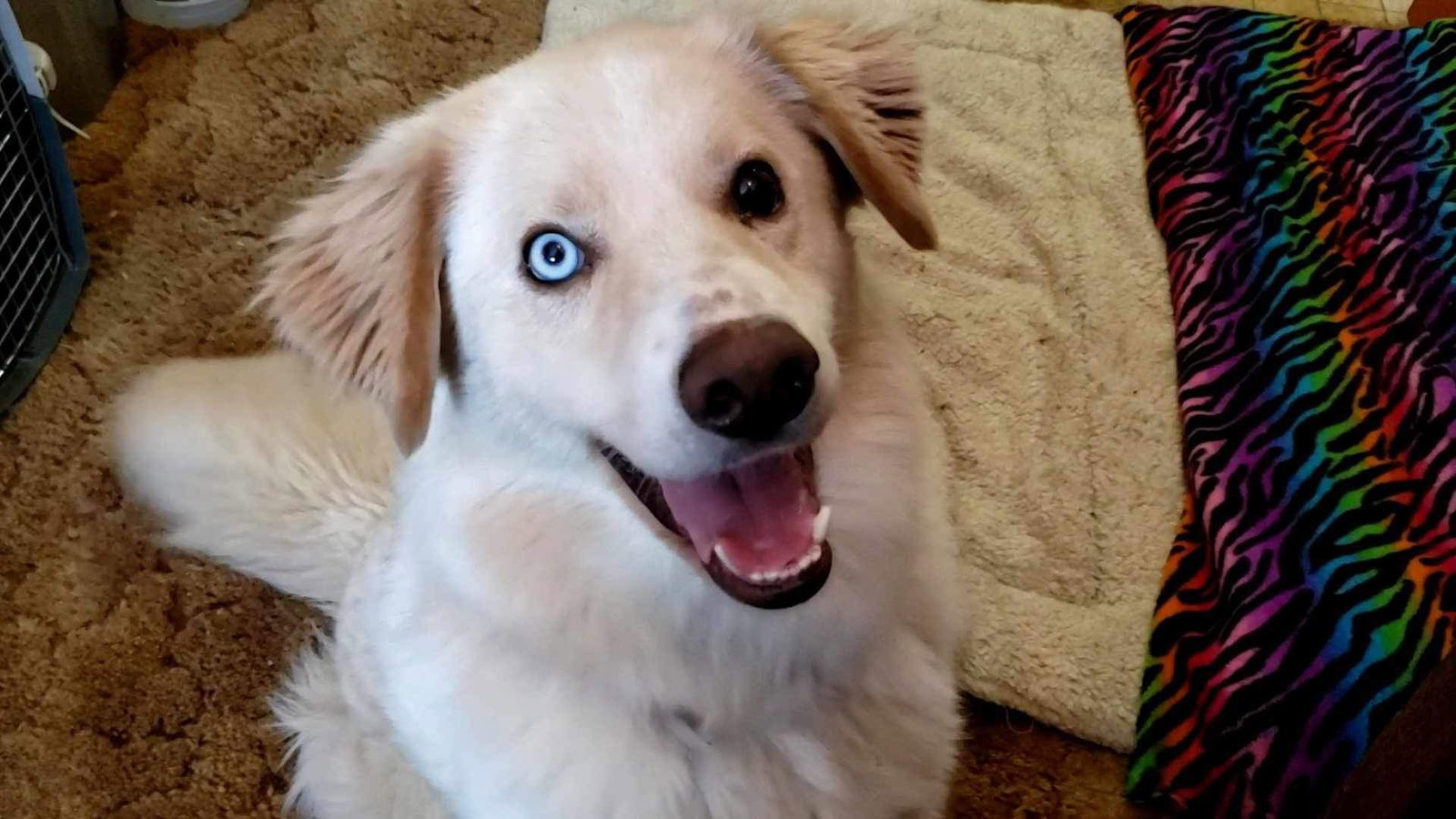 Blue, an adoptable Great Pyrenees, Husky in Bountiful, UT, 84010 | Photo Image 1