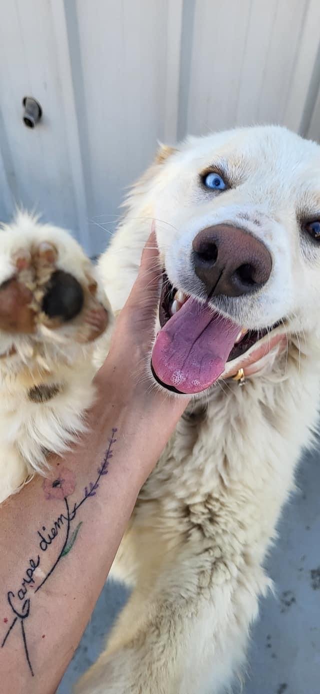 Blue, an adoptable Great Pyrenees, Husky in Bountiful, UT, 84010 | Photo Image 2