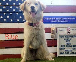 Blue, an adoptable Great Pyrenees, Husky in Bountiful, UT, 84010 | Photo Image 3