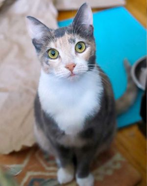 DOB08182022 Kiki Chan is a sweet quiet and demure little lady looking for her Cat Prince Charmi