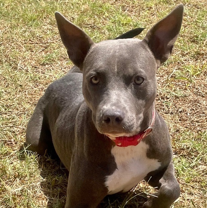 Dog for adoption - Lacey, a Pit Bull Terrier Mix in Toms River, NJ ...