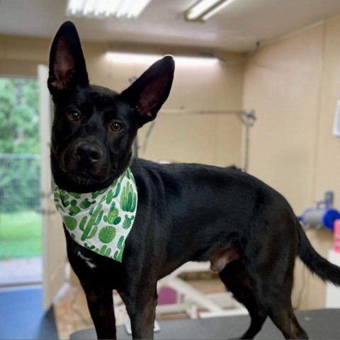 Goose, an adoptable Shepherd, Mixed Breed in Zimmerman, MN, 55398 | Photo Image 1