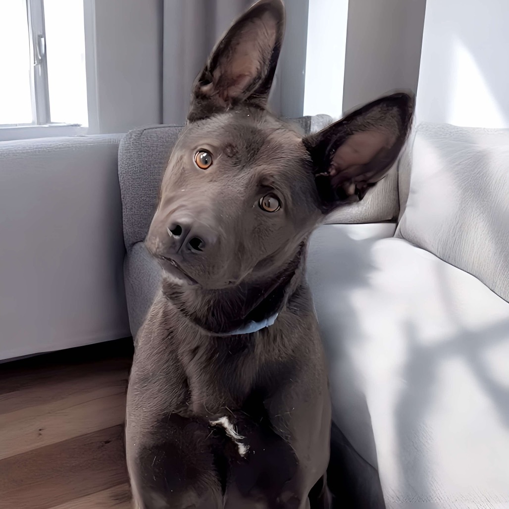 Goose, an adoptable Shepherd, Mixed Breed in Zimmerman, MN, 55398 | Photo Image 1