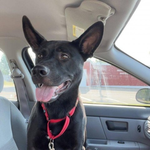 Goose, an adoptable Shepherd, Mixed Breed in Zimmerman, MN, 55398 | Photo Image 3