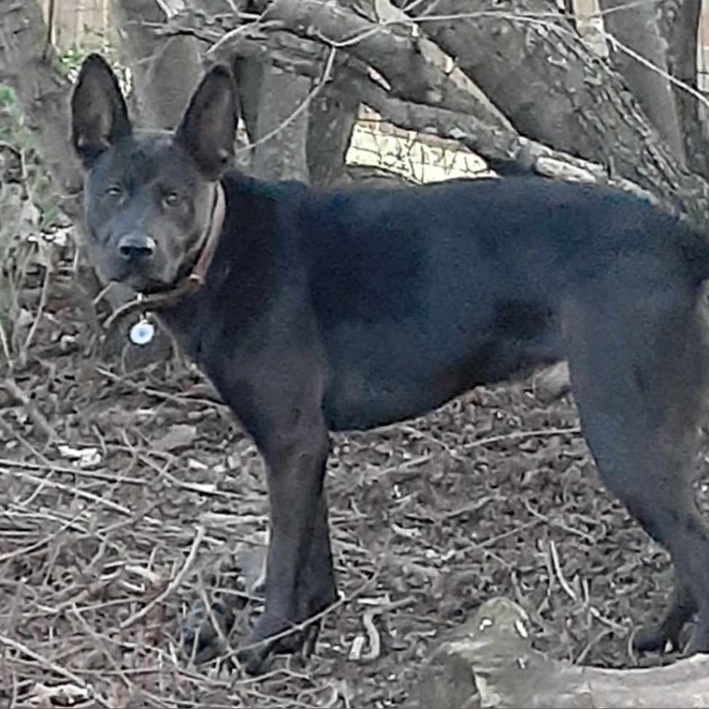 Goose, an adoptable Shepherd, Mixed Breed in Zimmerman, MN, 55398 | Photo Image 3
