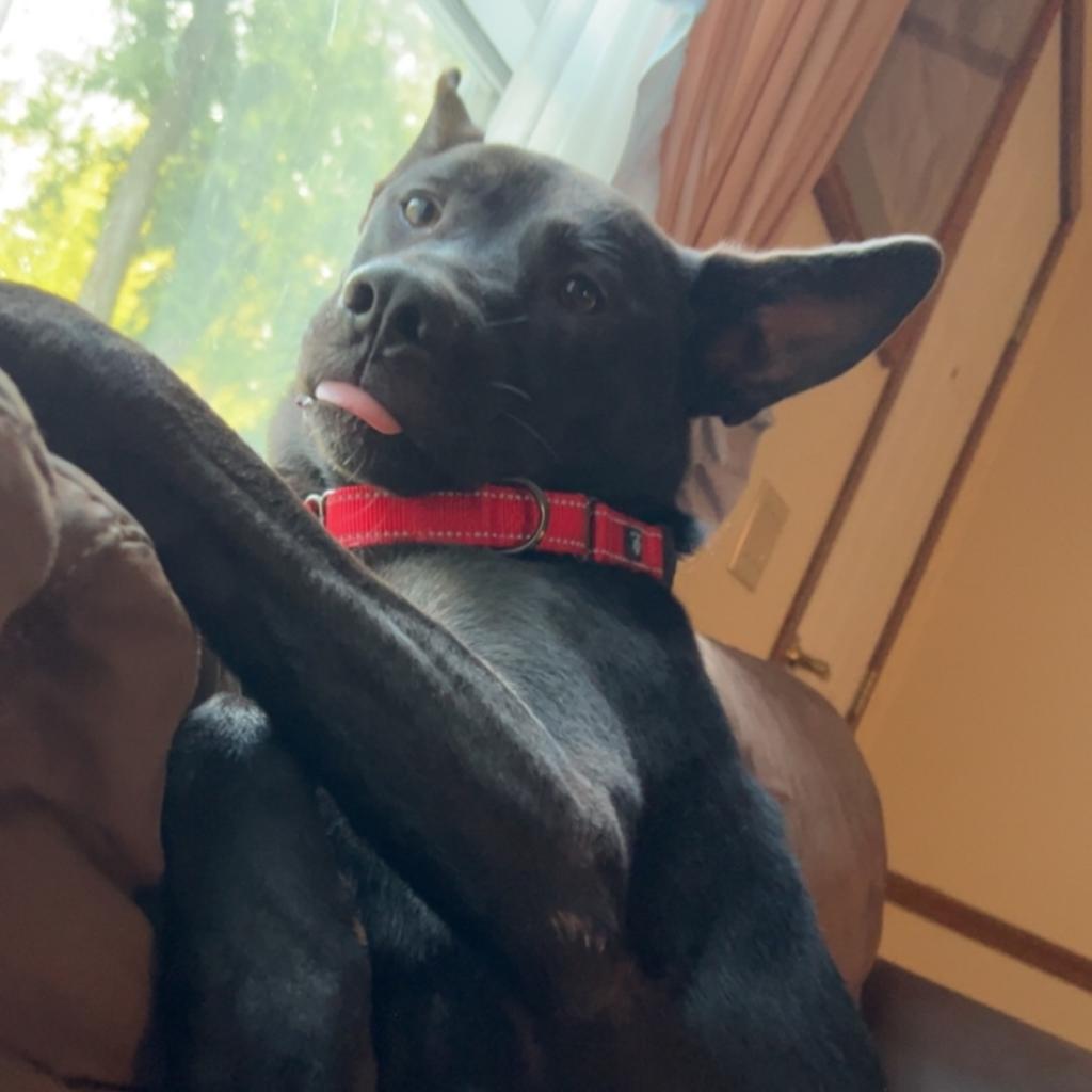 Goose, an adoptable Shepherd, Mixed Breed in Zimmerman, MN, 55398 | Photo Image 6