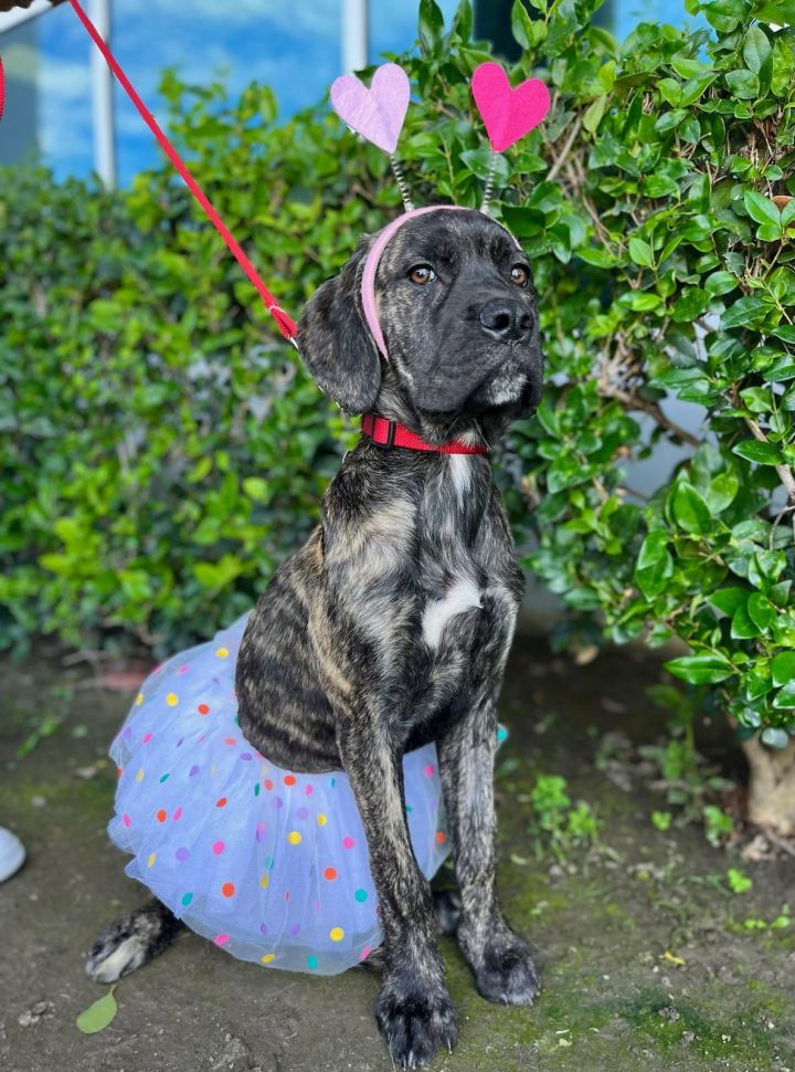 Great dane mixed 2024 with a mastiff