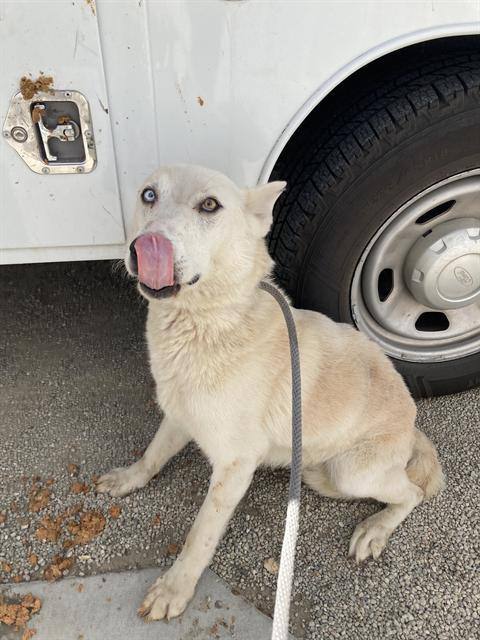 Charlie, an adoptable Akbash, Shepherd in Thousand Oaks, CA, 91360 | Photo Image 1
