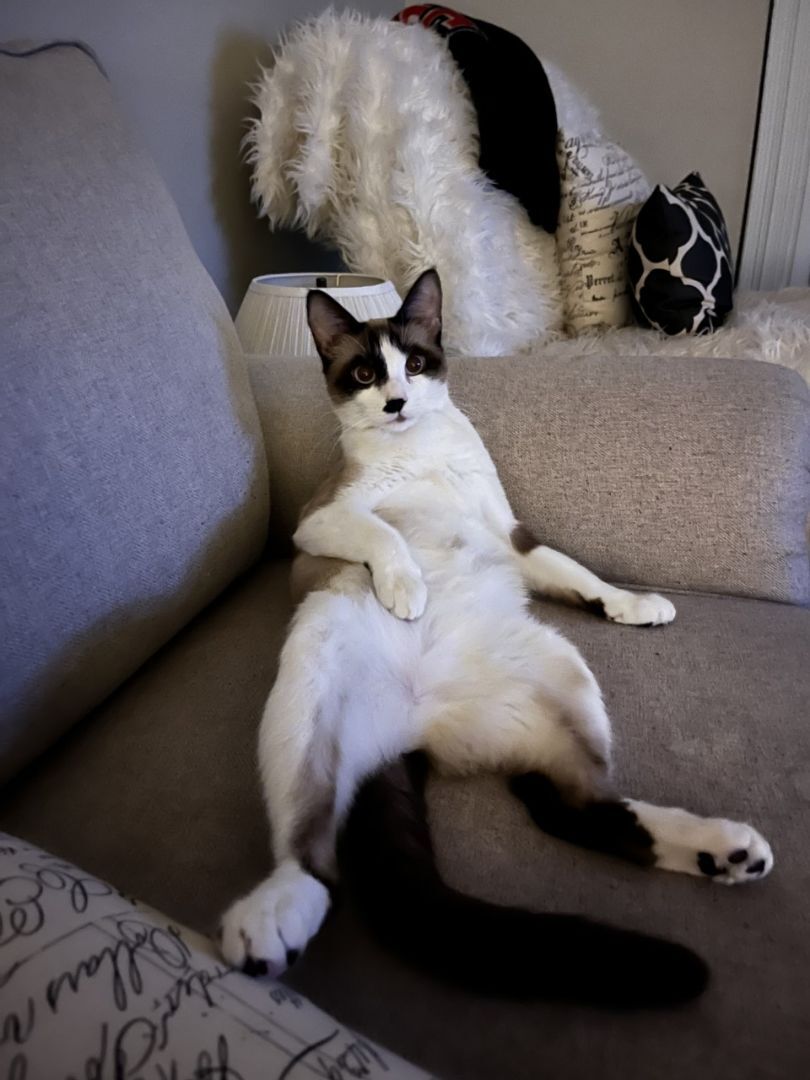 Dior, an adoptable Snowshoe in Puyallup, WA, 98371 | Photo Image 3