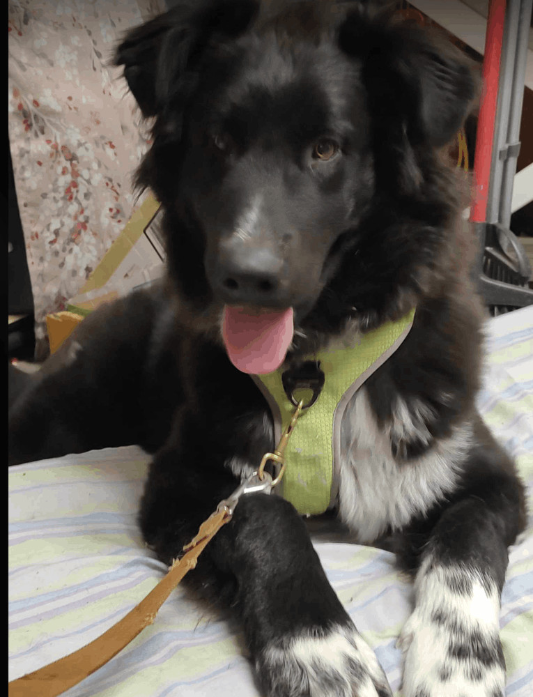 Dog for adoption Kabob, a Newfoundland Dog & Australian Shepherd Mix