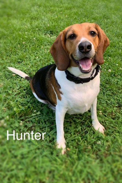 Hunter, an adopted Beagle Mix in Carneys Point, NJ_image-1