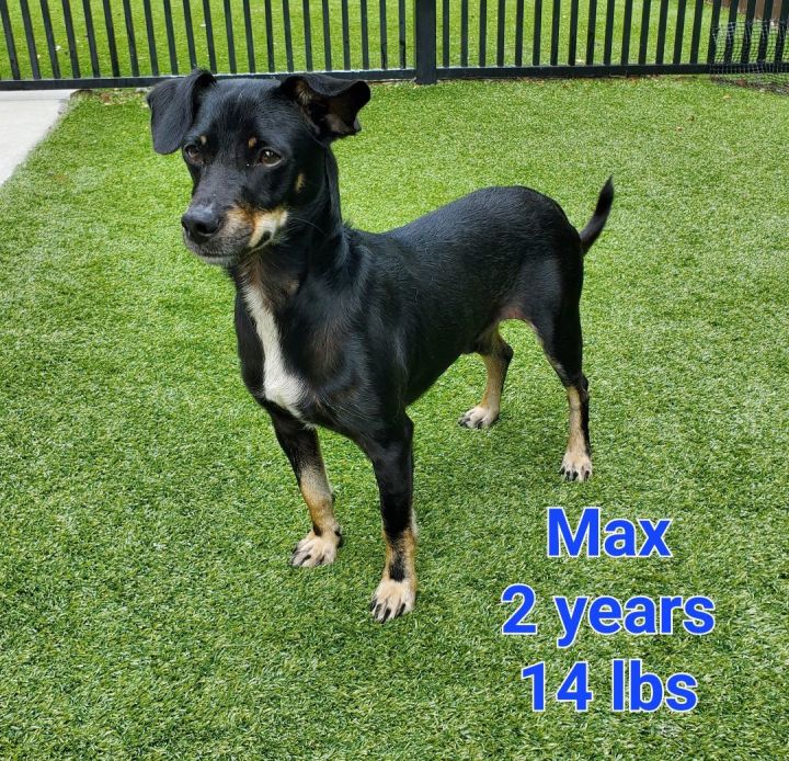 Max, an adopted Terrier & Chihuahua Mix in Naperville, IL_image-1