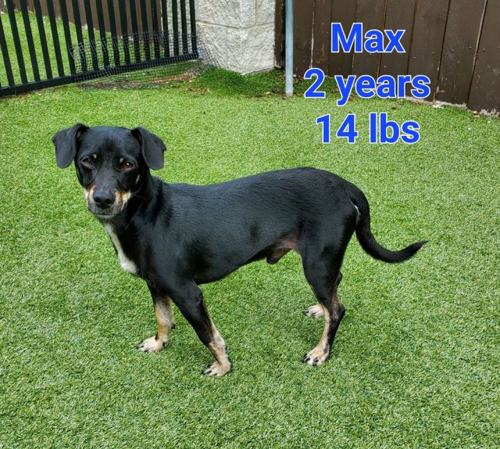 Max, an adopted Terrier & Chihuahua Mix in Naperville, IL_image-2