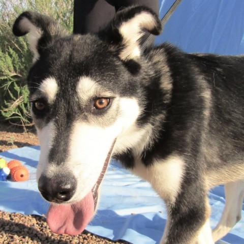 Amigo, an adoptable Mixed Breed in Las Cruces, NM, 88012 | Photo Image 5