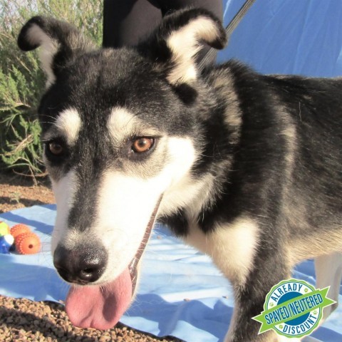 Amigo, an adoptable Mixed Breed in Las Cruces, NM, 88012 | Photo Image 6