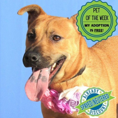 Joy, an adoptable Mixed Breed in Las Cruces, NM, 88012 | Photo Image 1