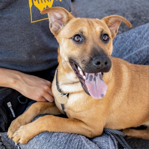 Joy, an adoptable Mixed Breed in Las Cruces, NM, 88012 | Photo Image 6