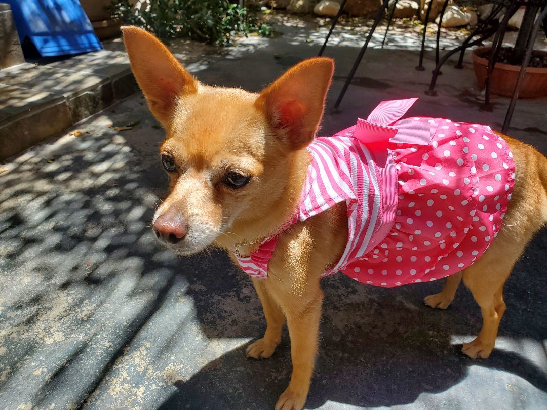 Lainey , an adoptable Chihuahua, Pomeranian in Toluca Lake, CA, 91602 | Photo Image 2