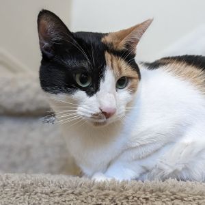 Calypso