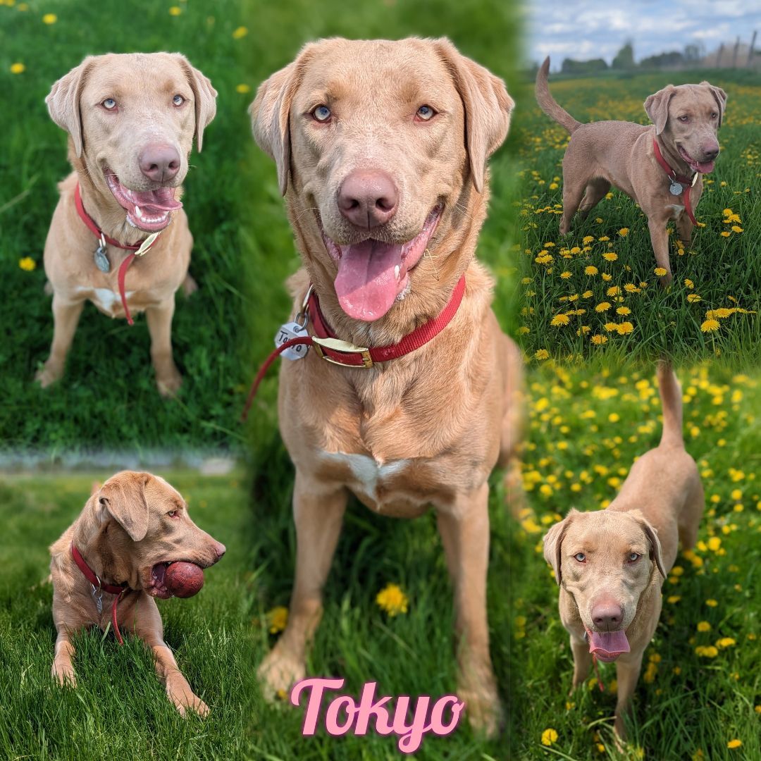 Tokyo, an adoptable Weimaraner in Sainte-Angele-de-Monnoir, QC, J0L 1P0 | Photo Image 1