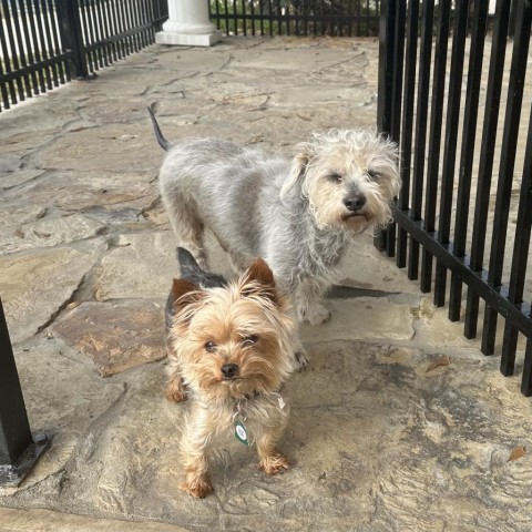 Benji Mason, an adoptable Yorkshire Terrier, Schnauzer in Houston, TX, 77006 | Photo Image 2