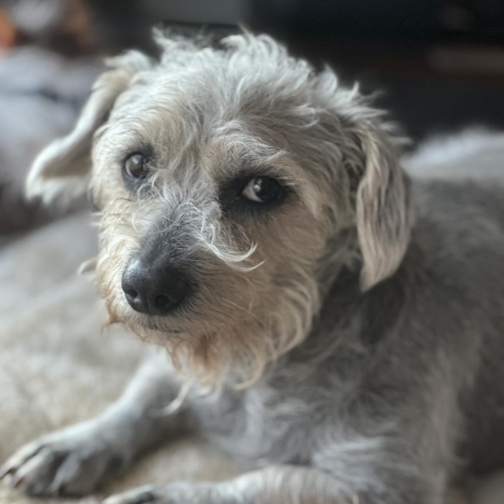 Benji Mason, an adoptable Terrier, Schnauzer in Houston, TX, 77006 | Photo Image 2