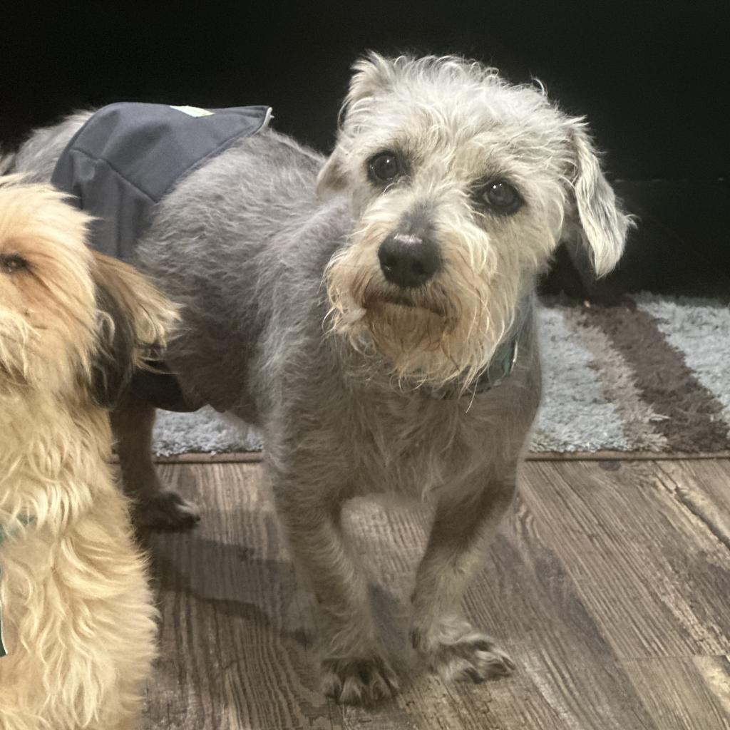 Benji Mason, an adoptable Terrier, Schnauzer in Houston, TX, 77006 | Photo Image 3