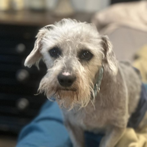 Benji Mason, an adoptable Yorkshire Terrier, Schnauzer in Houston, TX, 77006 | Photo Image 1