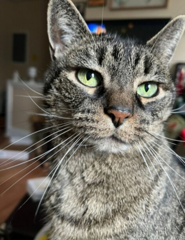 Nala