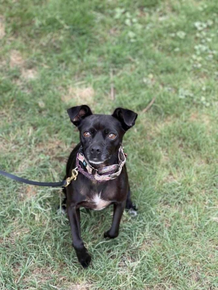 Sophi, an adoptable Miniature Pinscher in Anza, CA_image-2