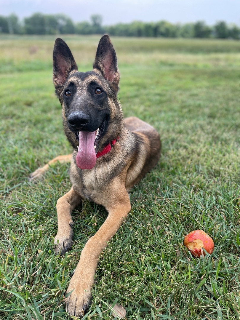 German shepherd mix store malinois