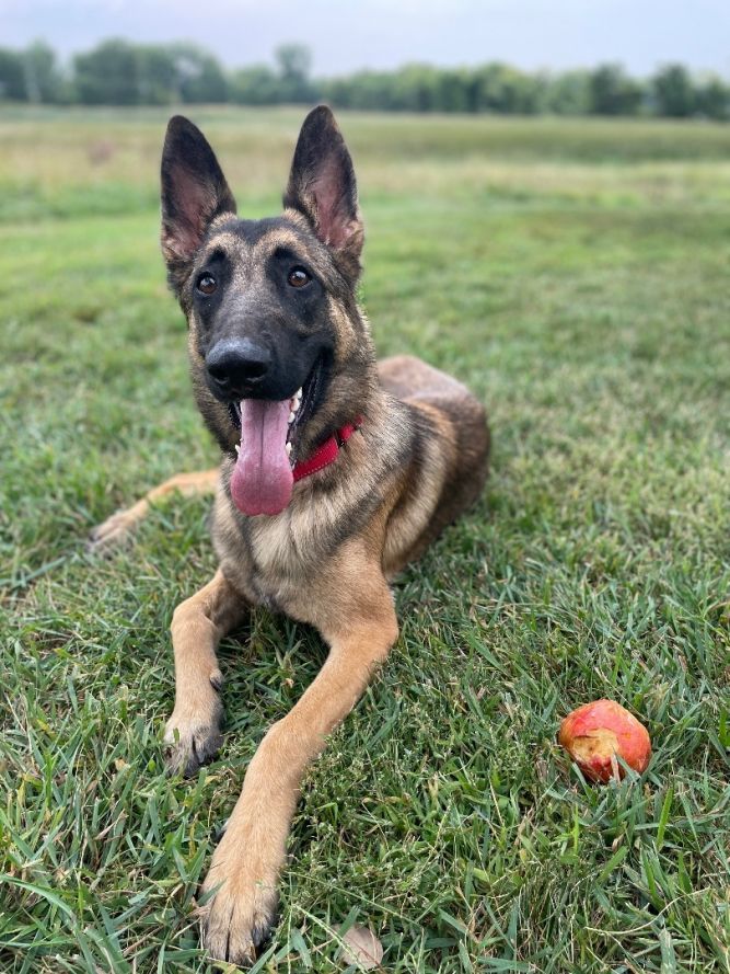 Half german shepherd half sales malinois