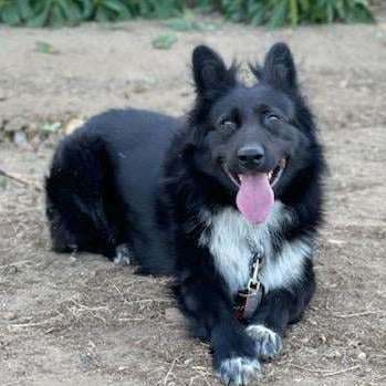 Orbit (was left behind to fend for himself, he’s a love bug), an adoptable Border Collie in Anza, CA_image-5