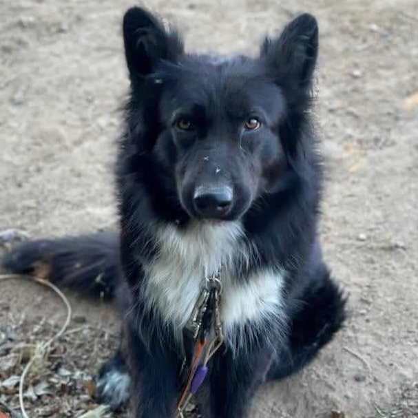 Orbit (was left behind to fend for himself, he’s a love bug), an adoptable Border Collie in Anza, CA_image-6
