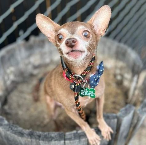 Chico, an adoptable Chihuahua in Clovis, CA_image-1
