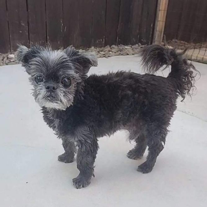 Gizmo 