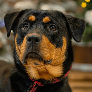 Jojo , an adoptable Rottweiler in Vienna, ON_image-4