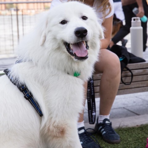 Photo of Young Male Great Pyrenees White / Cream