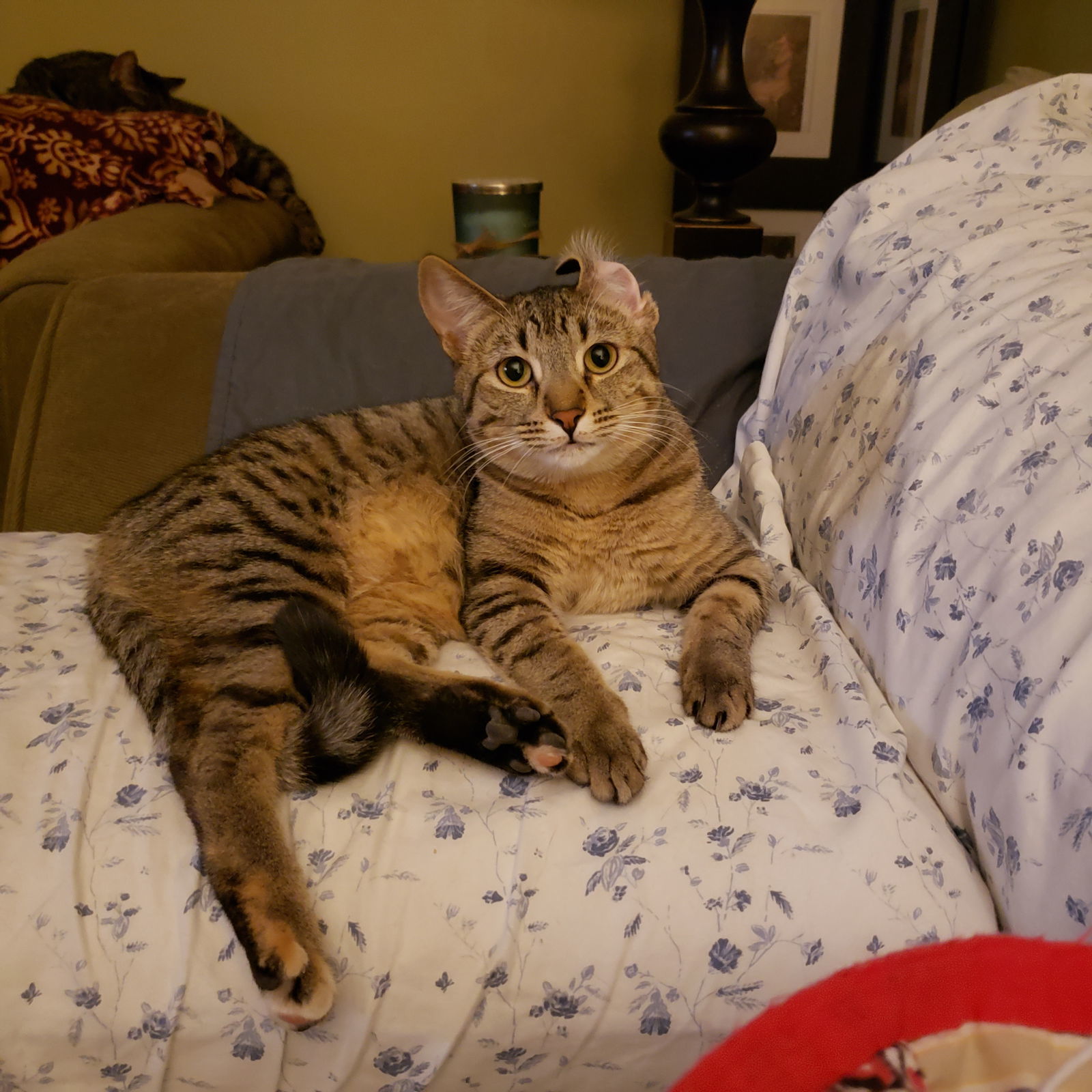 Cas