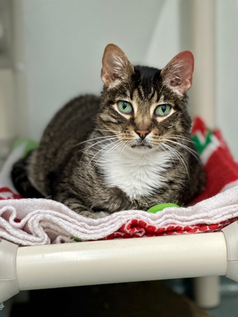 Buddy (fka Nobel), an adoptable Domestic Short Hair in Cumberland, ME, 04021 | Photo Image 1