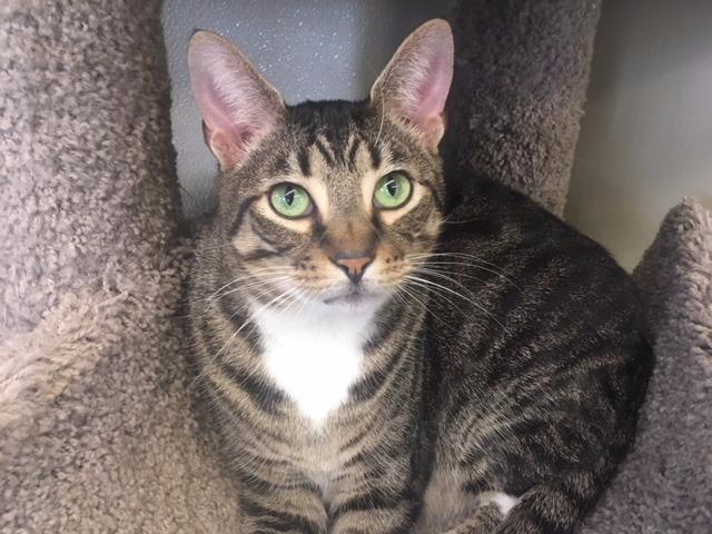 Buddy (fka Nobel), an adoptable Domestic Short Hair in Cumberland, ME, 04021 | Photo Image 2