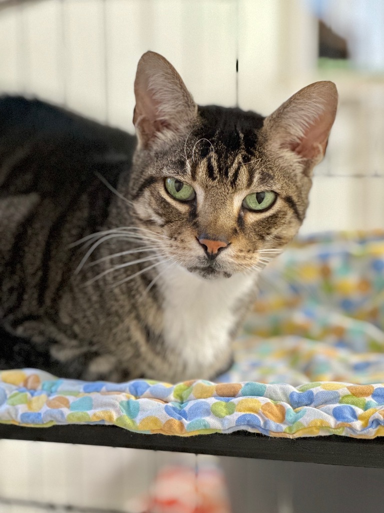 Buddy (fka Nobel), an adoptable Domestic Short Hair in Cumberland, ME, 04021 | Photo Image 2