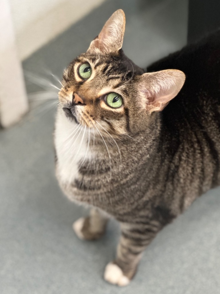 Buddy (fka Nobel), an adoptable Domestic Short Hair in Cumberland, ME, 04021 | Photo Image 3